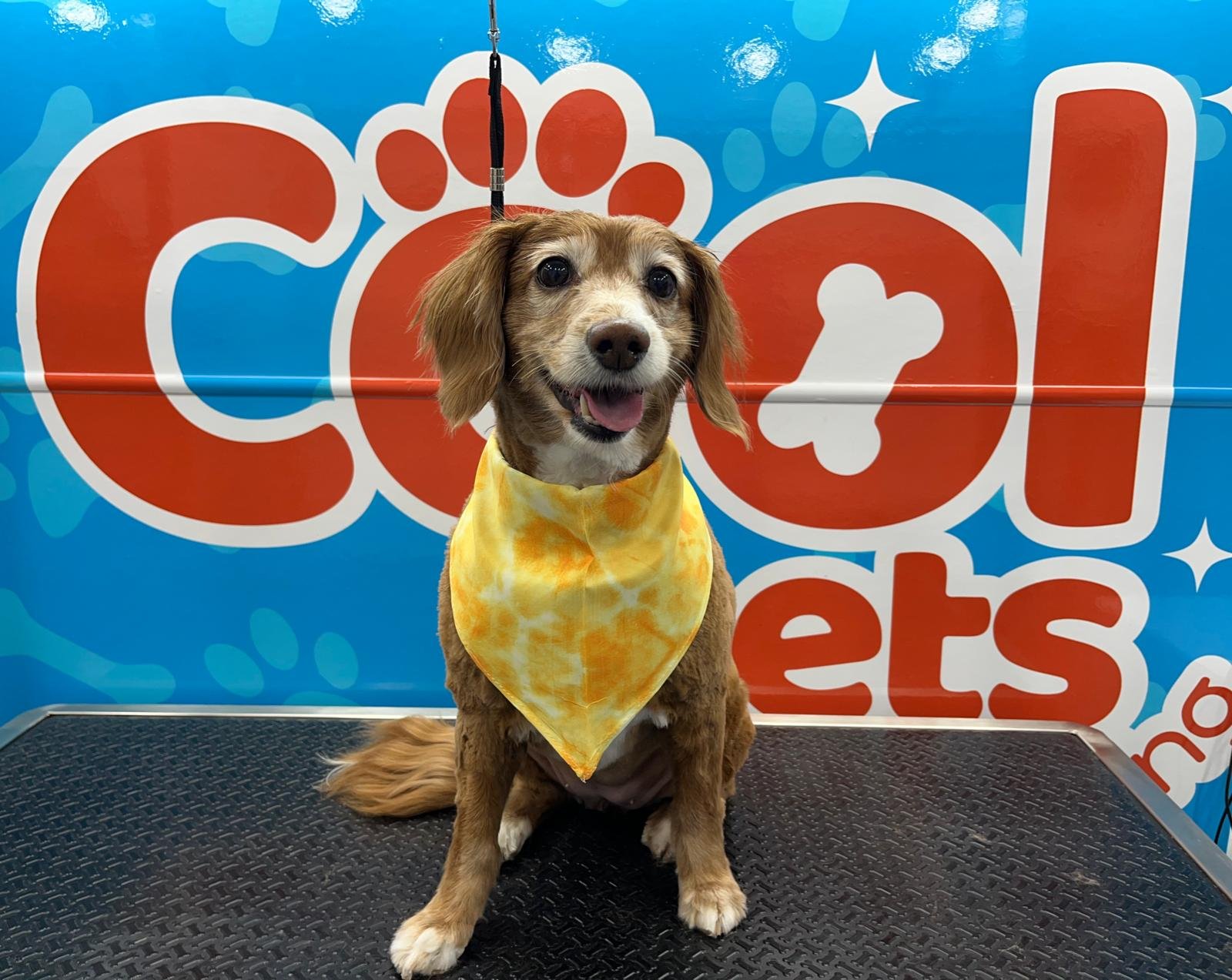 Cool pets grooming Miami 7